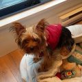 Yorkie Alert: Understanding Their Watchdog Nature