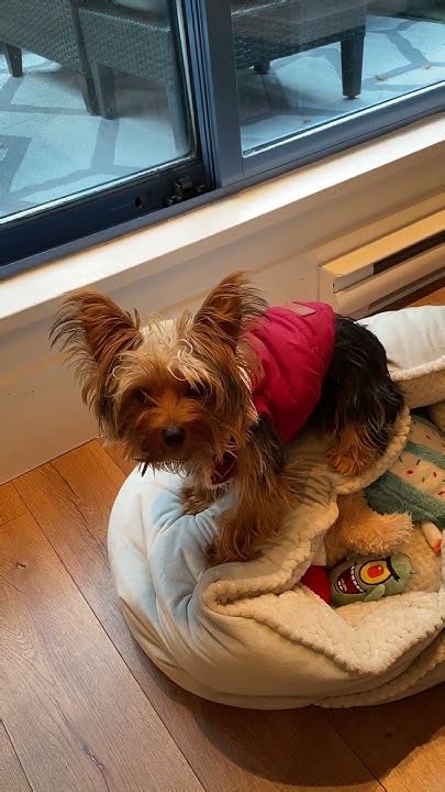 Yorkie Alert: Understanding Their Watchdog Nature