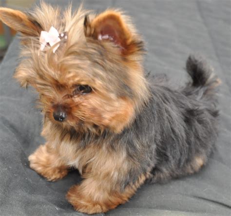 Yorkie At 3 Months