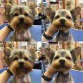 Yorkie Before And After Grooming