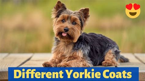 Yorkie Coat Types