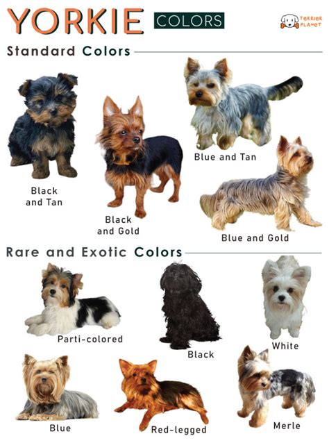 Yorkie Colors: Birth to Adult