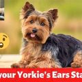 Yorkie Communication: What Their Ears Tell You