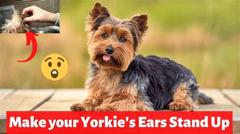 Yorkie Communication: What Their Ears Tell You