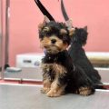 Yorkie Confidence: Why These Tiny Dogs Think They’re Big