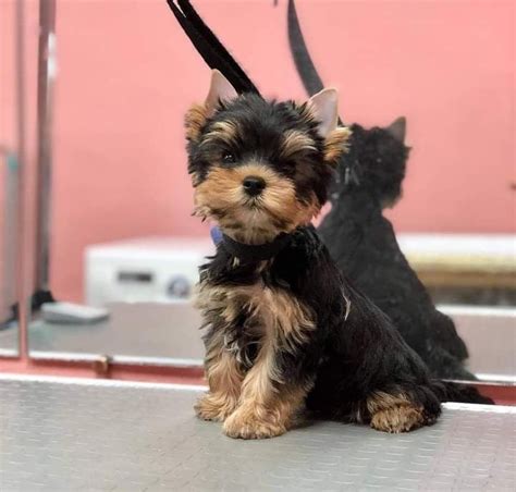 Yorkie Confidence: Why These Tiny Dogs Think They’re Big