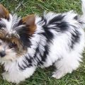 Yorkie Cross