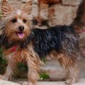 Yorkie Cross Dogs