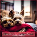 Yorkie Cuddles: Why They’re Natural-Born Lap Dogs