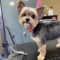 Yorkie Cut Short