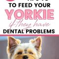 Yorkie Dental Diet Tips