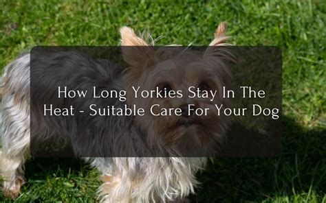 Yorkie Dogs In Heat