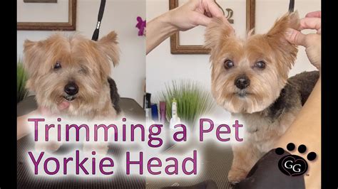 Yorkie Ears Grooming