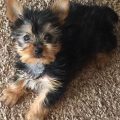 Yorkie Energy Levels: Can You Keep Up With These Tiny Dogs?