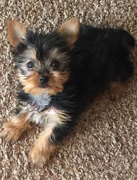 Yorkie Energy Levels: Can You Keep Up With These Tiny Dogs?