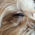 Yorkie Eye Infection