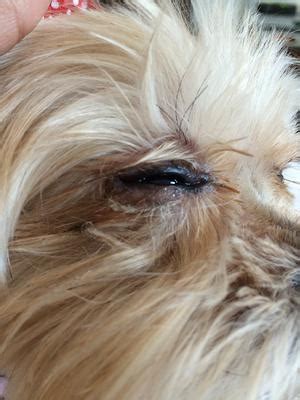 Yorkie Eye Infection