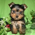 Yorkie Female