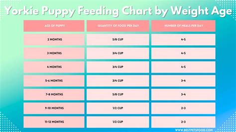 Yorkie Food Rotation Guide