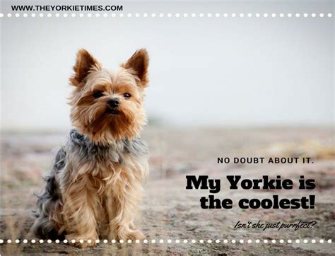 Yorkie Fun Facts