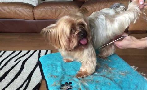 Yorkie Grooming: How to Avoid Skin Irritations