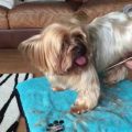 Yorkie Grooming: How to Handle Stubborn Mats