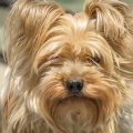 Yorkie Grooming: The Benefits of Regular Brushing