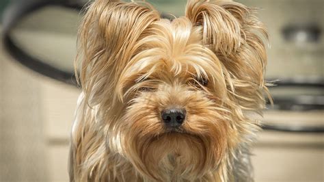 Yorkie Grooming: The Benefits of Regular Brushing