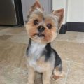 Yorkie Grooming Tips for Hot Summer Days