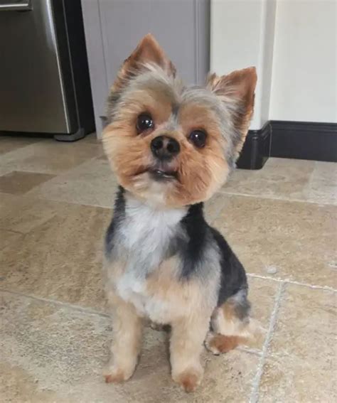 Yorkie Grooming Tips for Hot Summer Days