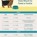 Yorkie Growth Diet Guide