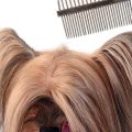 Yorkie Hair Brush