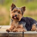 Yorkie Hunting Dog