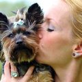 Yorkie Kisses