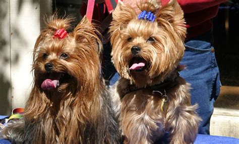 Yorkie Male Or Female