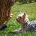 Yorkie Obedience Training for New Owners