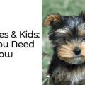 Yorkie Pack Mentality: What You Need to Know