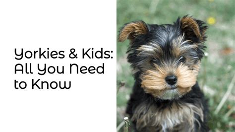 Yorkie Pack Mentality: What You Need to Know