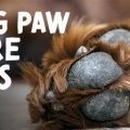 Yorkie Paw Care Guide