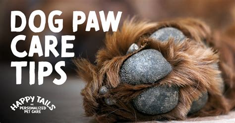 Yorkie Paw Care Guide