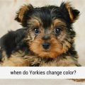 Yorkie Personality Changes: Puppy to Senior