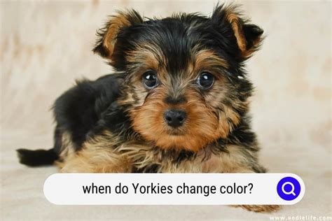 Yorkie Personality Changes: Puppy to Senior