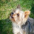 Yorkie Personality Guide: From Brave to Cuddly in 5 Minutes