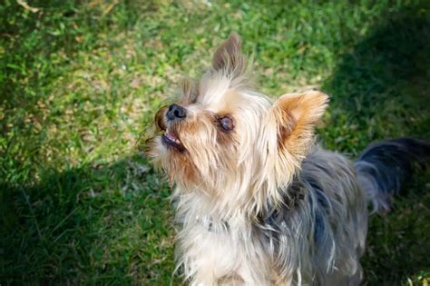 Yorkie Personality Guide: From Brave to Cuddly in 5 Minutes