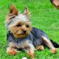 Yorkie Photoshoot