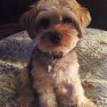 Yorkie Poo Puppy Cut