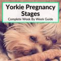 Yorkie Pregnancy: Week by Week