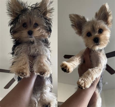 Yorkie Puppy Cut Vs Teddy Bear Cut