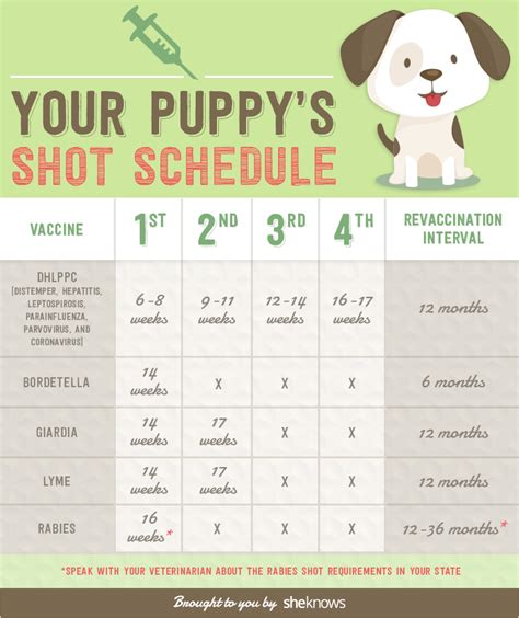 Yorkie Puppy Vaccine Schedule