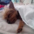 Yorkie Sleeping